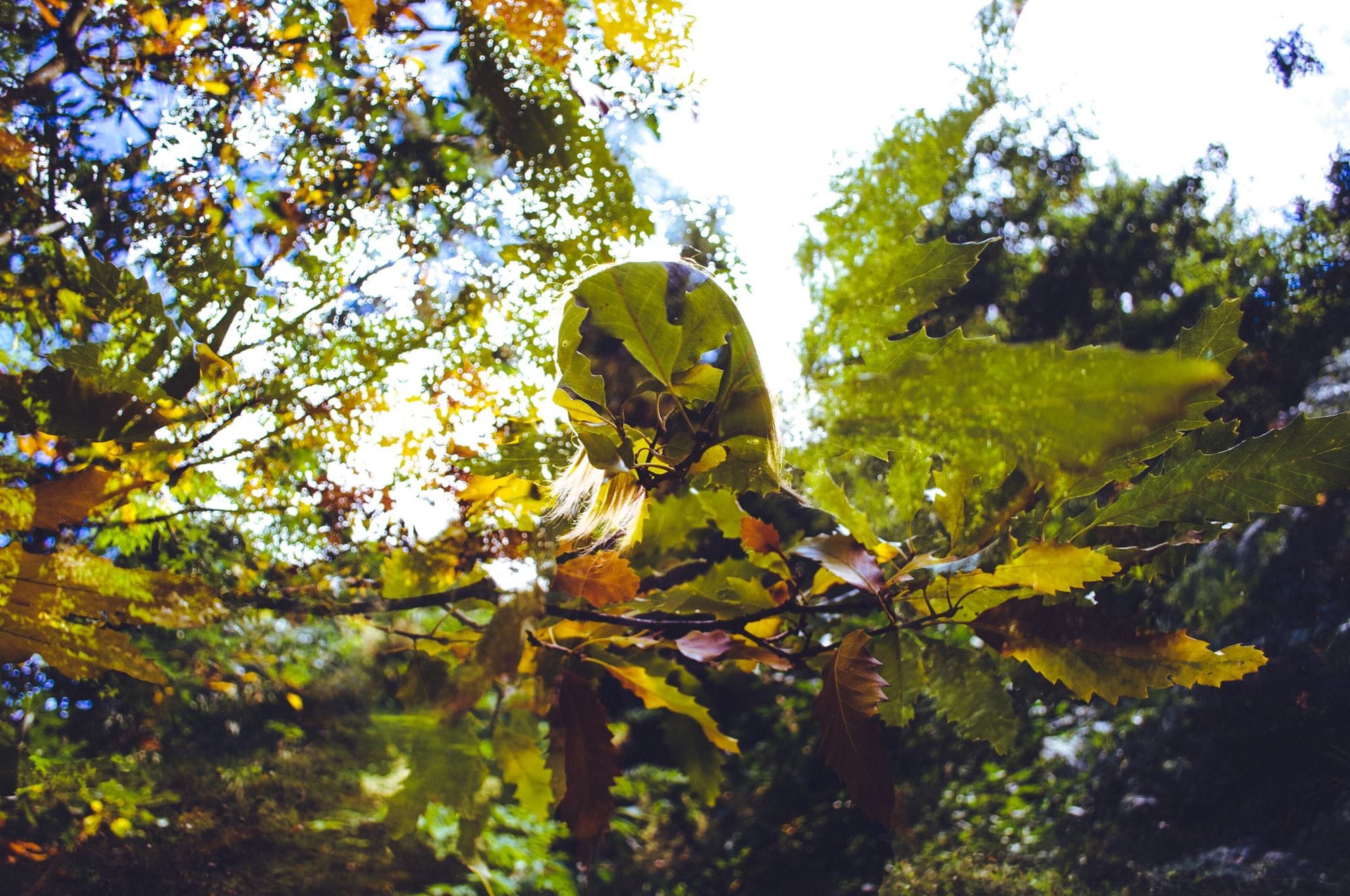 Trees, Body and Soul Festival